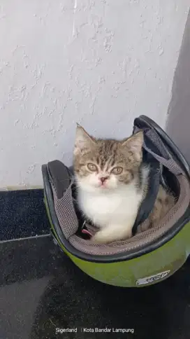 Kucing Scottish BSH