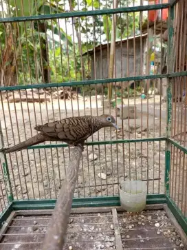 Perkutut cemani jantan mulus