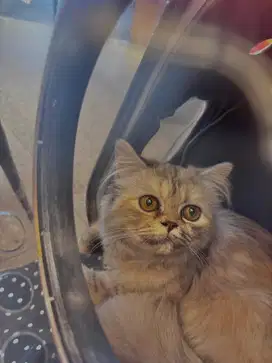Kucing Persia Calico