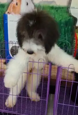 Giant poodle party silver jantan anakan