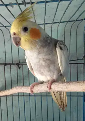 Seekor falk jantan dewasa cantik