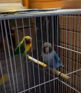 Lovebird love bird burung