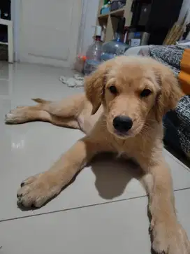 Anjing Golden Retriever 3,5bulan turunan champion big bone