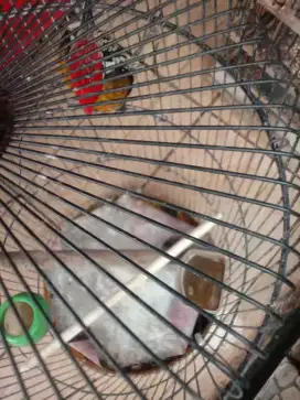 Jual burung gede sdh bunyi