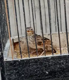 Burung branjangan trotol