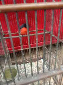 Jual burung mantenan purtotal
