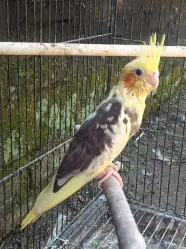 Burung falk lolohan