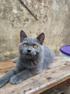 2 kitten Persia mix BSH