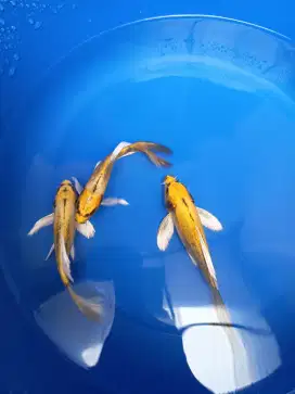 3 ekor Koi banana slayer lucu imut cocok untuk nambah variasi kolam