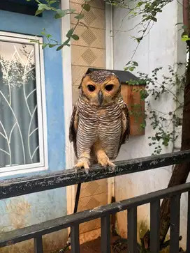 Burung Kayu Mainan Anak
