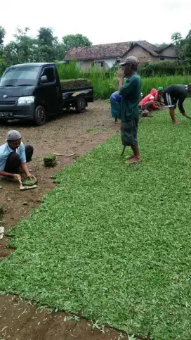 Tukang Taman area bone