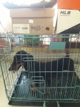 Dijual Anjing Dachshund Betina non stambum (Asli) warna Black Tan