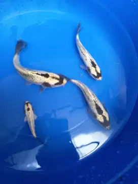 4 ekor Koi banana White unik jarang ada bagus nambah variasi kolam