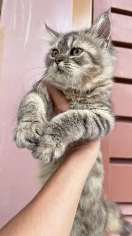 Open adopt kitten persia 3bulan JANTAN