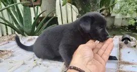 Dijual Anak Anjing Mix Rottweiler