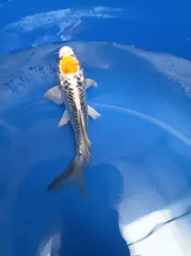 Koi Tanco slayer unik bagus untuk kolam dan aquarium