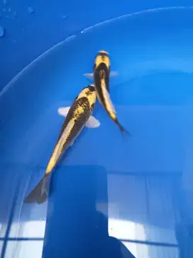 2 ekor Koi kabuto bagus sehat mulus murmeee