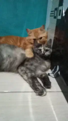 Kucing persia  bulu kapas