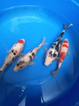 Mix 4 ekor koi semi Shotbody bagus untuk kolam dan koleksi