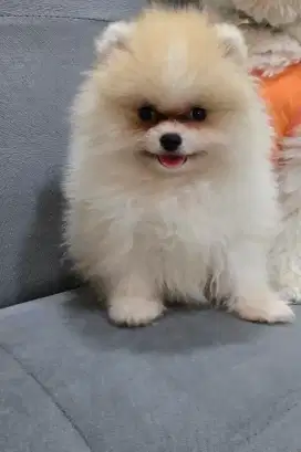 MINIPOM CAKEP TURUNAN MERLE