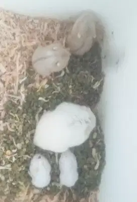 hamster cembel induk betina bawa anak