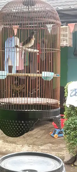 Mahar burung murai ny trotol gambling atau jengkel udh purtot