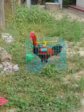 Ayam pelung jumbo