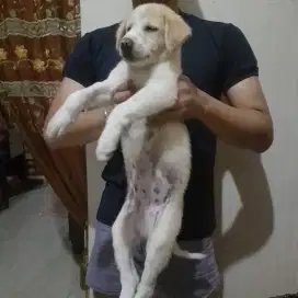 Anak anjing ras besar