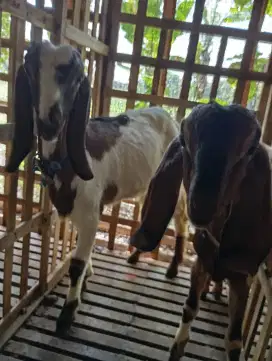 Kambing Jawa Jual Borongan
