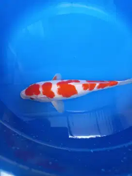 Koi maruten Kohaku kualitas mantaap murmer pastinya hehhe
