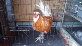 Ayam hias Poland jantan rajin Kokok siap ternak