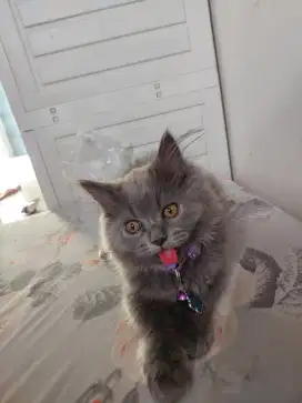 Bsh mix Blh persian