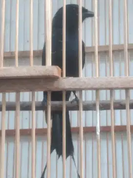 Burung srigunting hitam/kantil