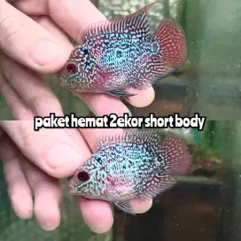 paket 2 ekor ikan louhan short body merah mutiara full ikan lohan