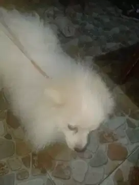 Minipom betina murah