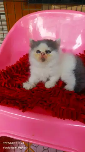 Hitam putih and Bluefan