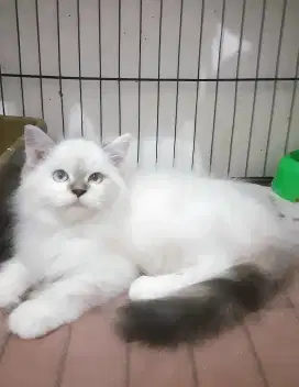 Kucing himalaya betina