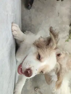 PUPPY KECIL PERANAKAN