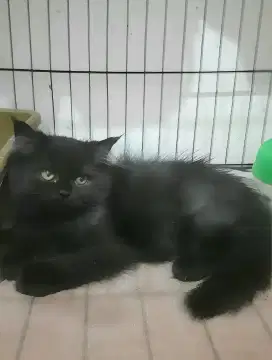 Kucing persia jantan
