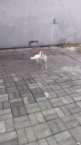 Ayam Bangkok putih