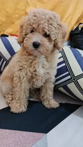 poodle fawn 2bulan