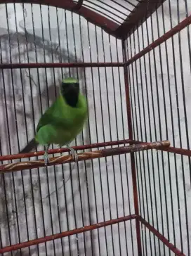 Murai pemakan buah gacor mulus