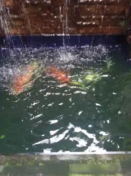 Ikan mas koi ukuran 40cm