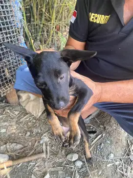 Anak Anjing Kampung Hitam