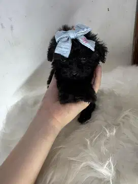 Poodle tea cup full black