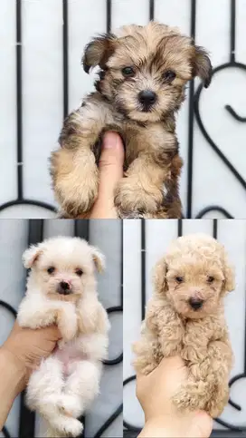 Open Adopt Maltipoo DOB Juni 25