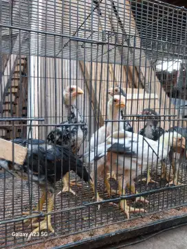 Anak ayam ekor lidi umur 2 bulan