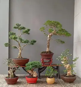 Borongan murah bonsai hias 6 pot