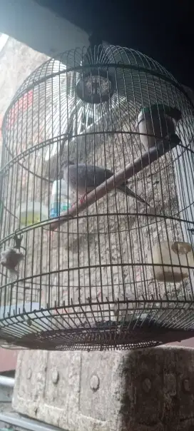 Jual cepat burung tekukur kuk 2 pake ring trah jls full set