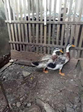 Bebek air maleo jantan